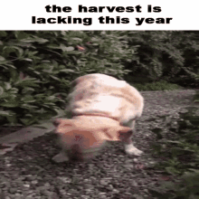 a dog is standing on its hind legs on a gravel path with a caption that says the harvest is lacking this year .