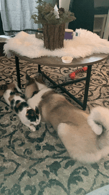 a cat and a dog laying on a rug under a coffee table