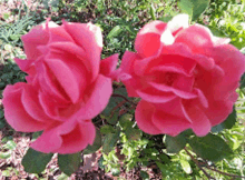 two pink roses are surrounded by green leaves in a garden