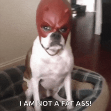 a dog wearing a red mask says i am not a fat ass .