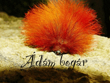 a picture of a caterpillar with the name adam bogar written on the bottom