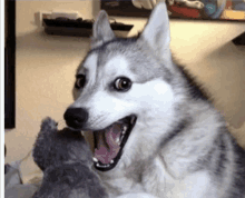 a husky dog is playing with a stuffed animal and making a funny face