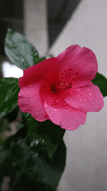 a pink flower with water drops on the petals