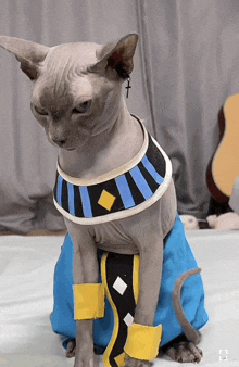 a hairless cat wearing a blue and black costume