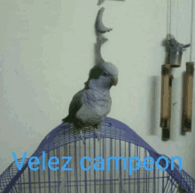 a bird sitting on top of a purple cage that says velez campeon on it