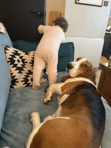 a baby is standing on a couch next to a basset hound