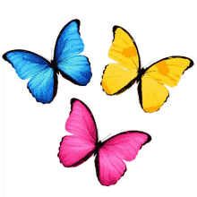 three colorful butterflies on a white background including a blue yellow and pink one