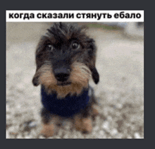 a dachshund wearing a blue scarf is sitting in the dirt