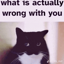 a black and white cat with the words what is actually wrong with you above it