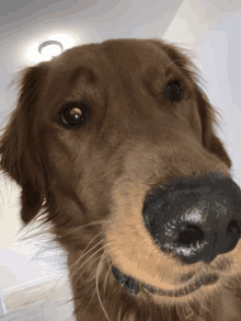 a close up of a dog 's nose with a collar