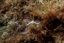 a close up of a coral reef with a white worm on it