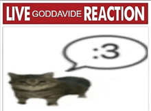 a live goddavide reaction poster with a cat