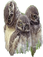 three baby owls are sitting next to each other and looking at the camera