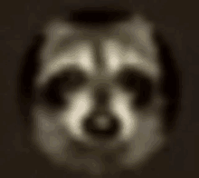 a close up of a raccoon 's face on a dark background