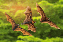 three bats are flying in the sky with their wings spread