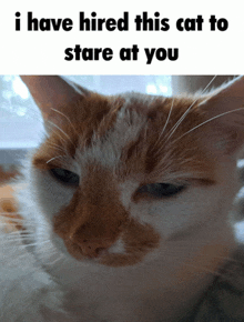 a close up of an orange and white cat with a caption that says i have hired this cat to stare at you