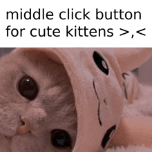 a picture of a cat with a caption that says middle click button for cute kittens > , <