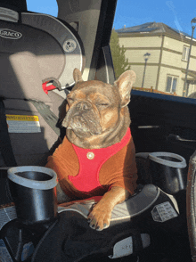 a dog sitting in a graco car seat