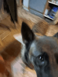 a close up of a dog looking at the camera with a blurry background