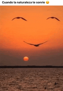 a group of birds are flying over a body of water at sunset and making a face with their wings .