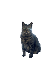 a cat sitting on a white background looking up at the camera