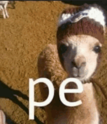 a close up of a llama wearing a hat with the word pe written on it .