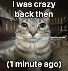 a picture of a cat with a caption that says i was crazy back then ( 1 minute ago )