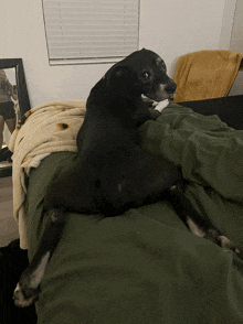 a black dog is laying on a bed with a green comforter