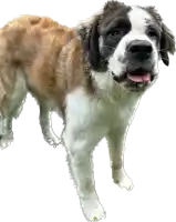 a brown and white dog sticking its tongue out