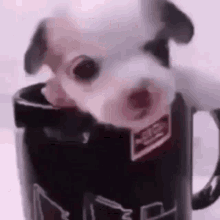 a small dog is sticking its head out of a black coffee mug .