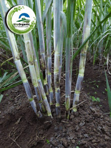 a bunch of sugar cane plants growing in a field with a bio organic logo above them