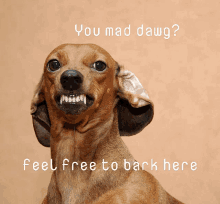 a picture of a dog with the words you mad dawg feel free to bark here below it