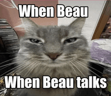 a cat with the caption when beau when beau talks on it