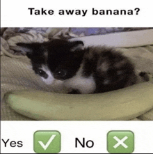 a kitten laying on top of a banana with the words take away banana written above it .