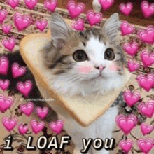 a cat is wearing a loaf of bread on its head and says `` i loaf you '' .