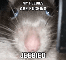 a close up of a rat with the words " my heebies are fucking jeebied " above it