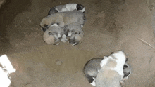 a group of puppies laying on top of each other on the ground .