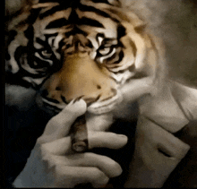 a painting of a man smoking a cigar with a tiger 's head in the background