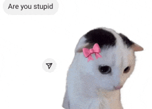 a black and white cat with a pink bow on its head and a message that says are you stupid .