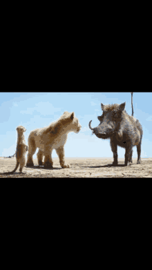 a group of animals standing next to each other in the dirt .