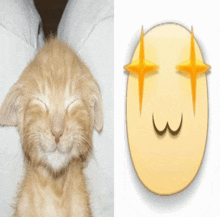 a picture of a kitten next to a picture of a smiley face