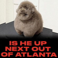 a picture of a dog with the words is he up next out of atlanta