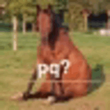 a brown horse is sitting in the grass with the words pq ? written on the bottom .