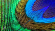 a close up of a colorful peacock feather with a blue center