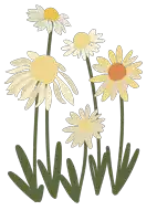 a bunch of daisies with green stems and yellow centers