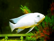 a white fish is swimming in a tank surrounded by plants