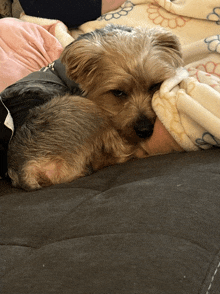 a small dog is laying on a bed with a blanket on it