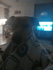 a dog is wrapped in a blanket in front of a tv screen