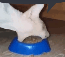 a cat is eating out of a blue bowl