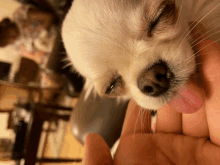 a small white dog sticking its tongue out while being held in a person 's hand